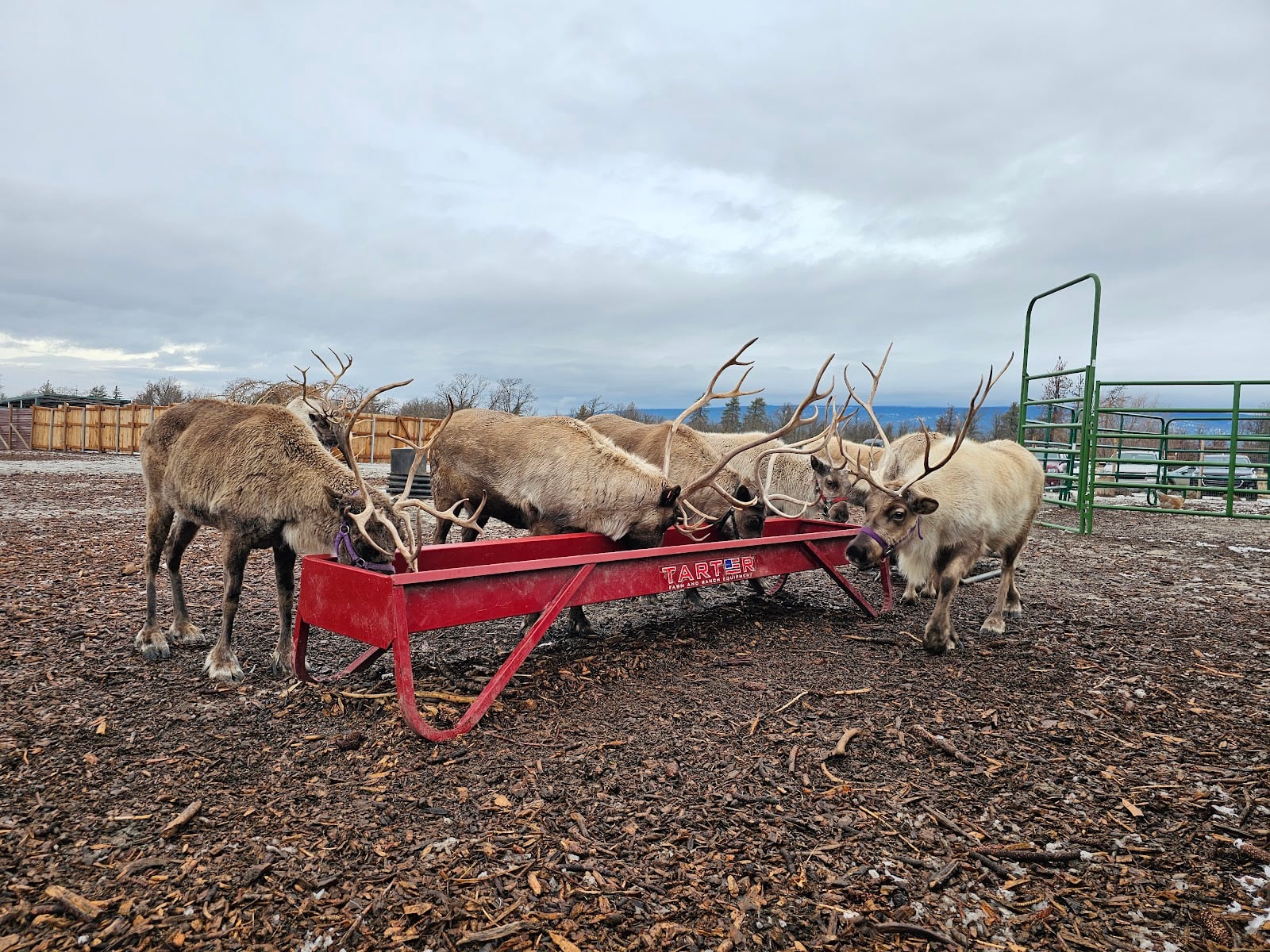 Goldendale Reindeer: Tanya and Daniel’s Great Adventure.