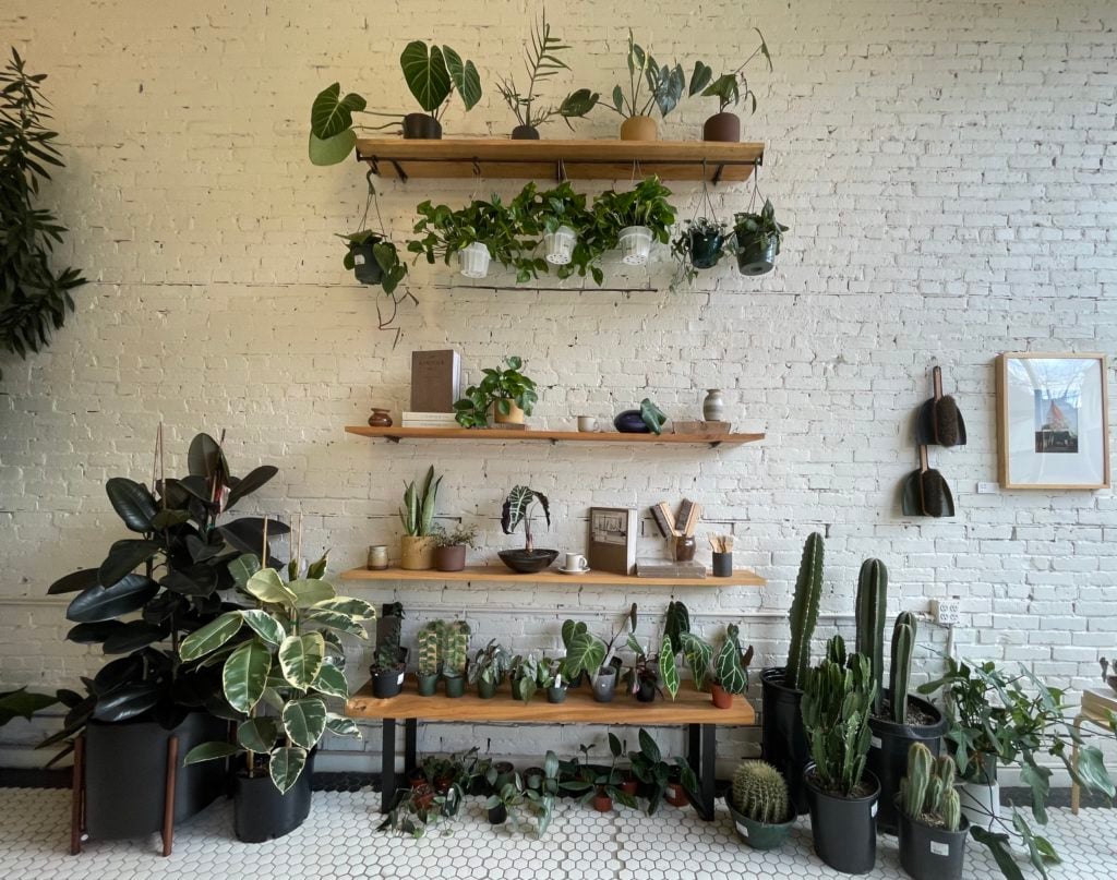 plant wall