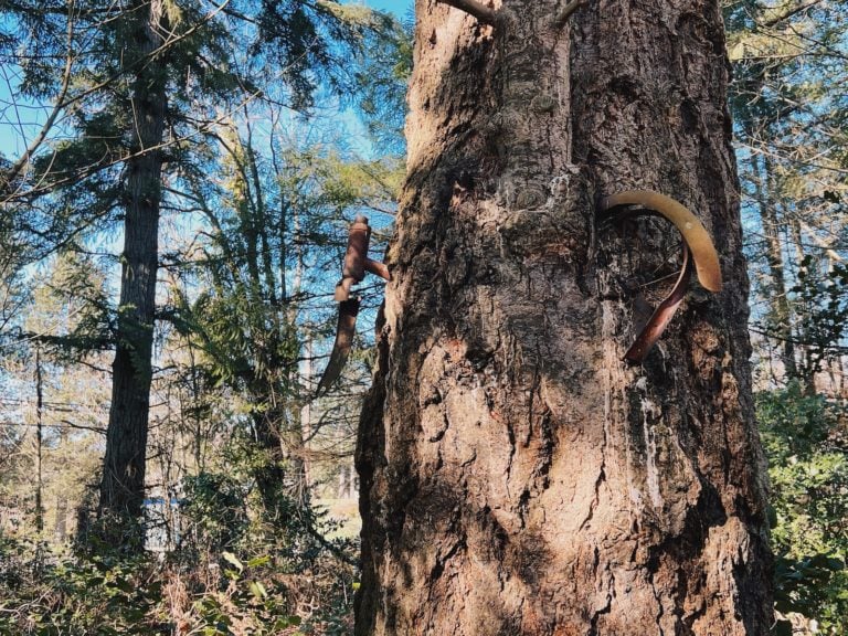 Bike in Tree on Vashon Island