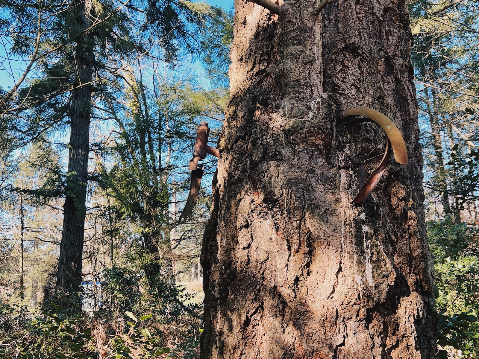 Bike in Tree on Vashon Island