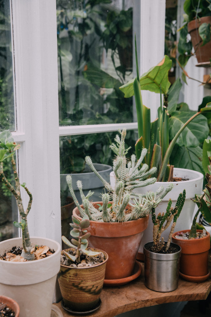 greenhouse cacti