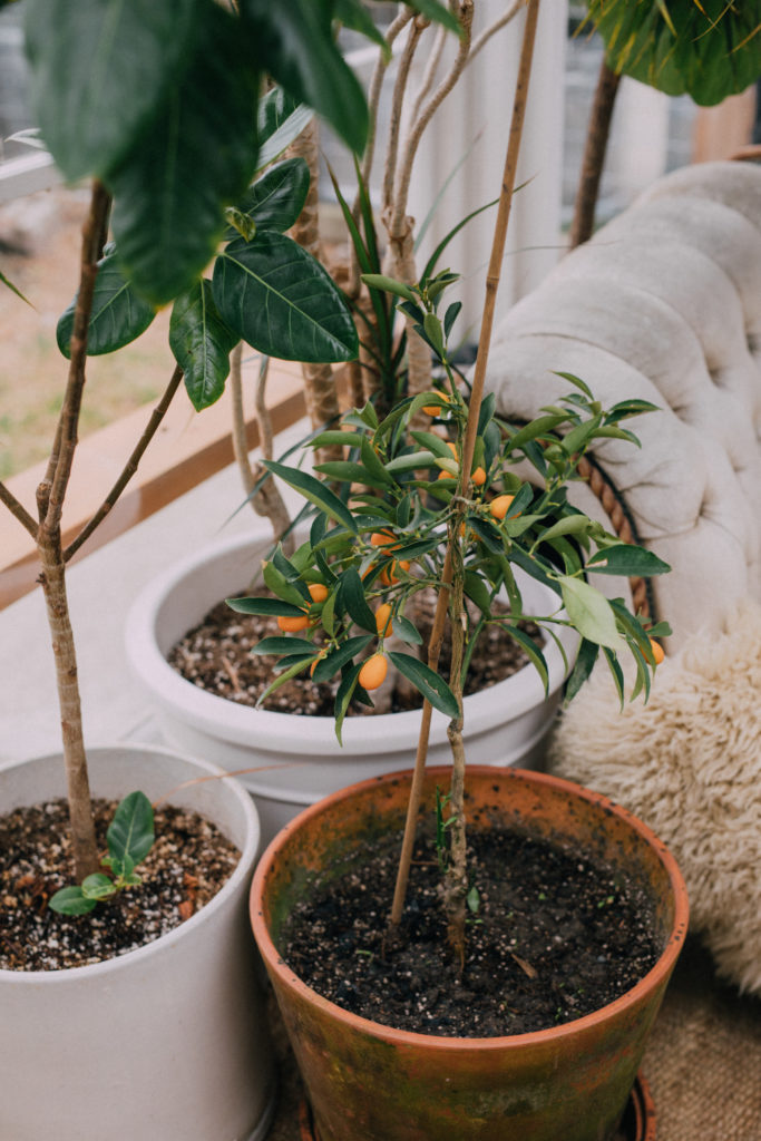 seattle greenhouse plants