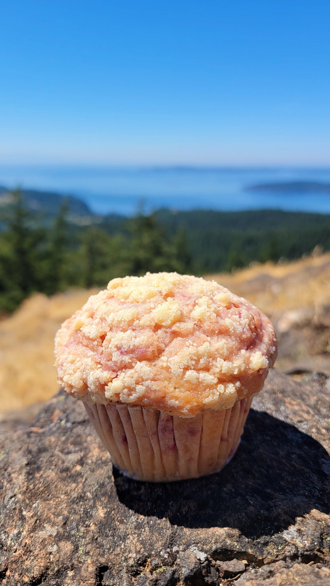 A muffin on the trail of the Anacortes Community Forest