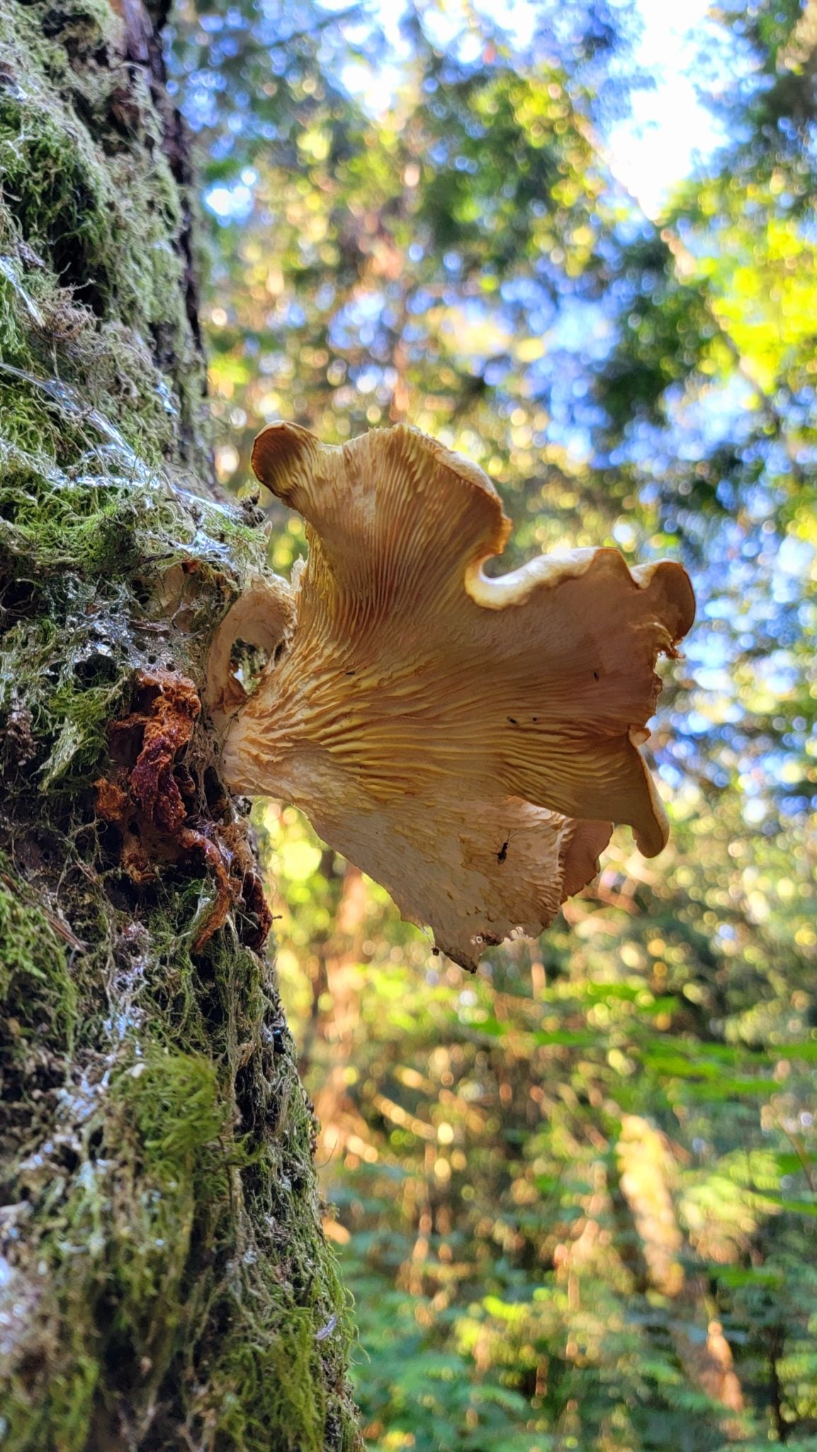 A mushroom on the trail of the Anacortes Community Forest