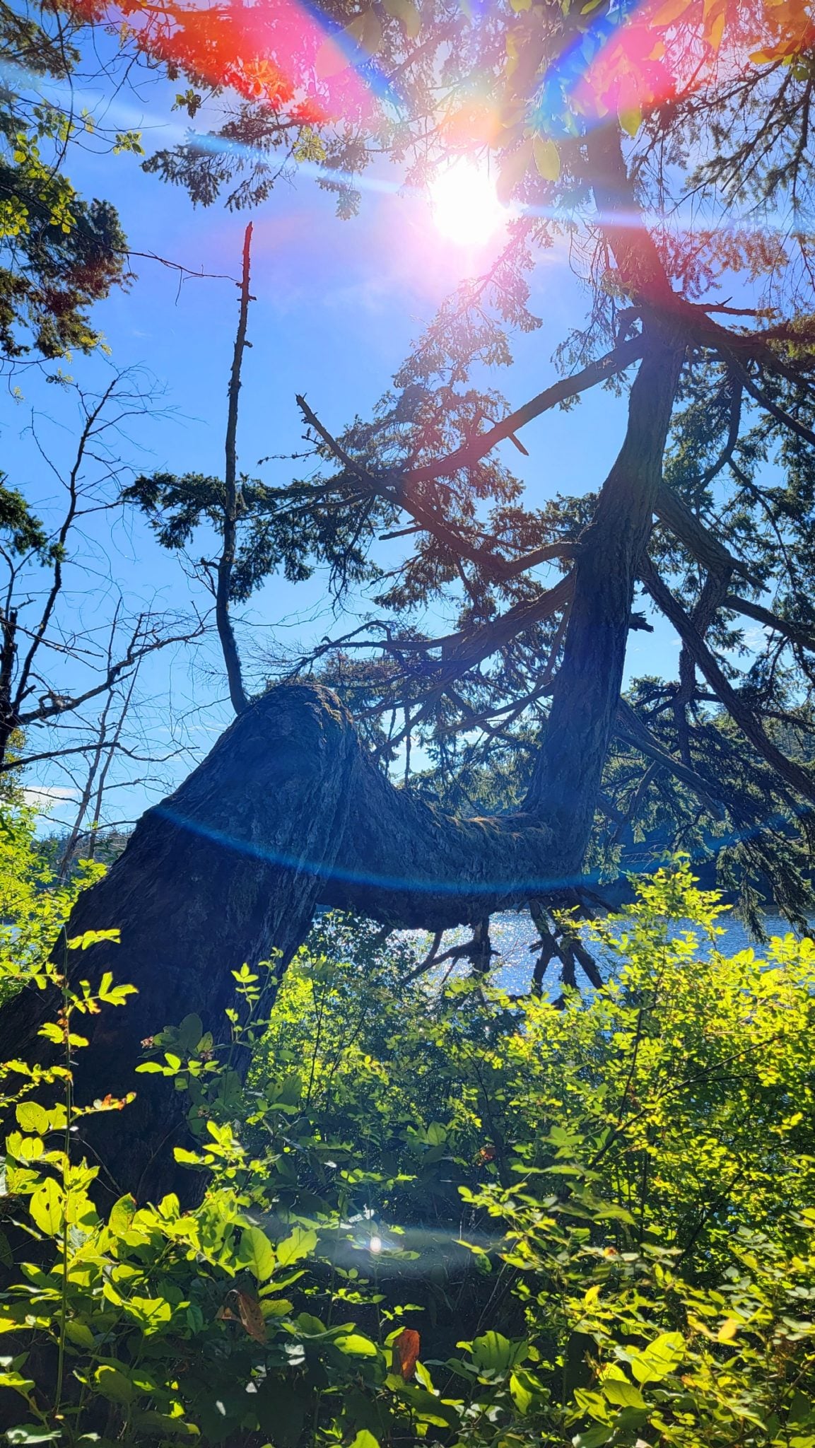 view from the trail of the Anacortes Community Forest