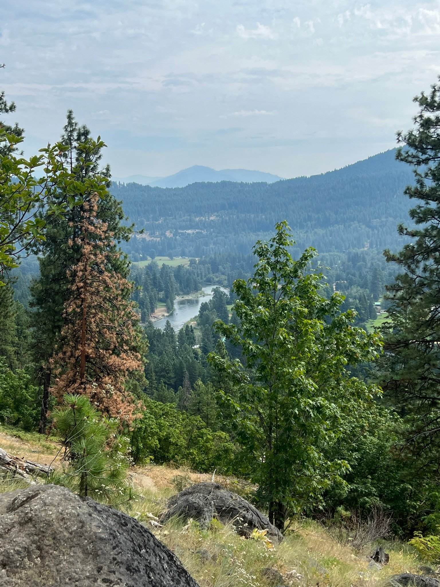 Leavenworth-trees Scenery in Leavenworth, WA