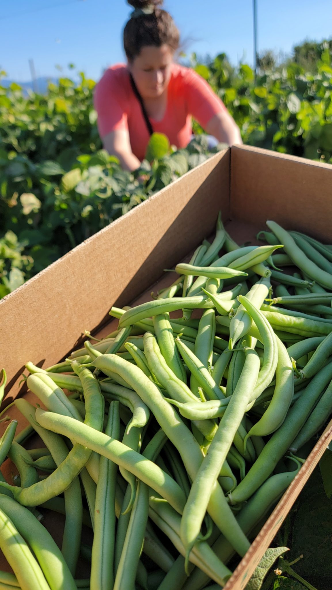 green beans from Spokane