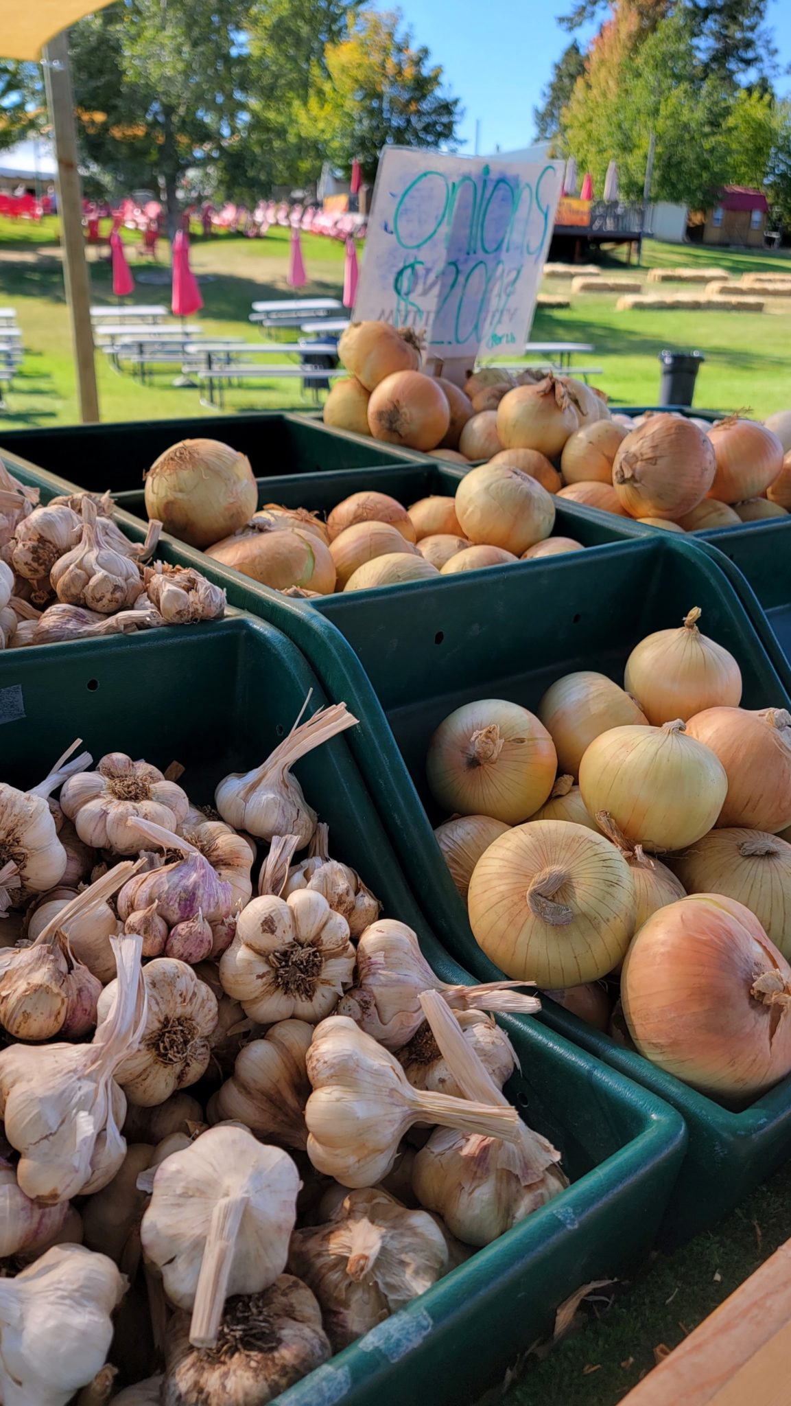 gourds from Spokane