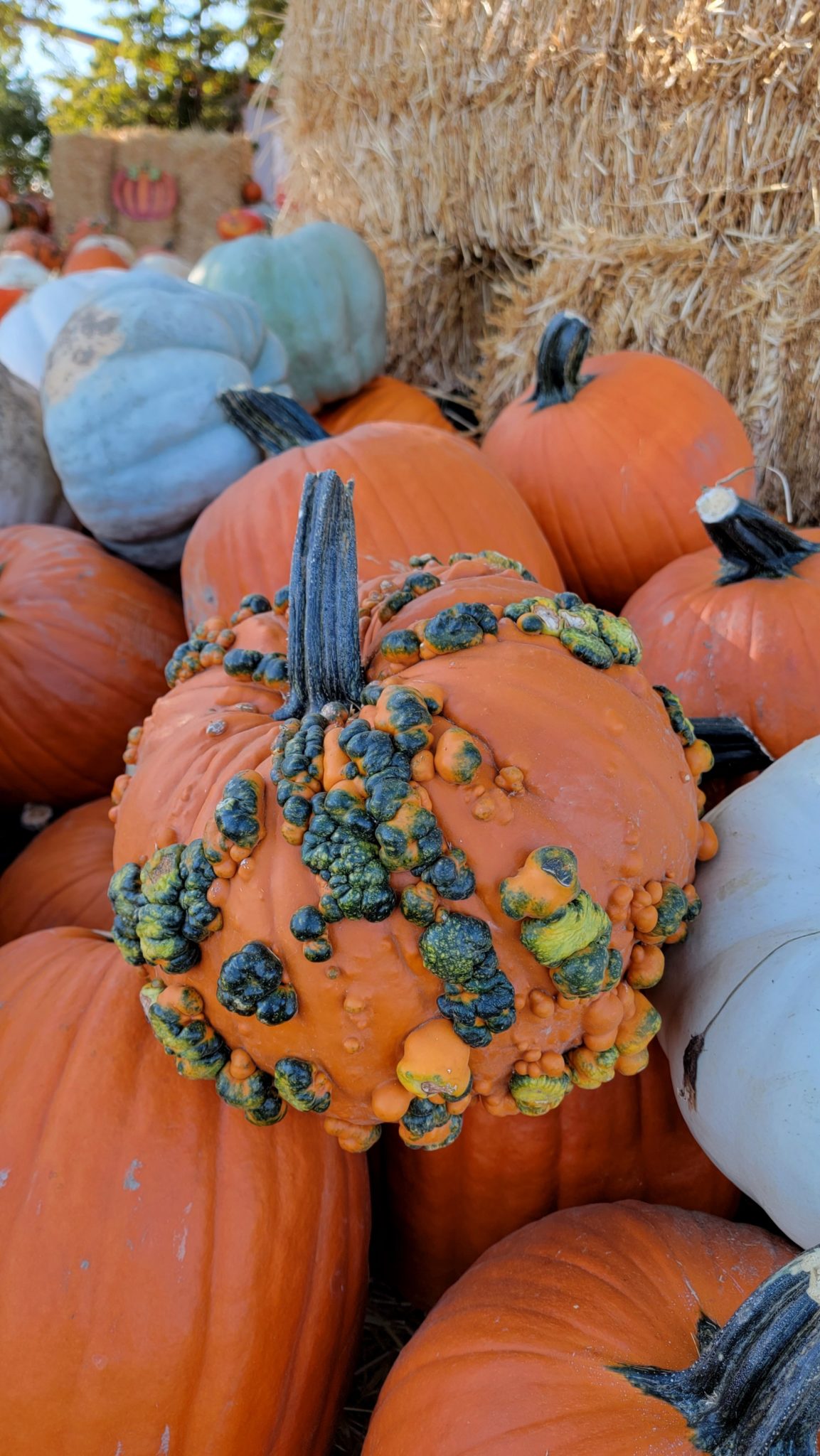 pumpkins from Spokane
