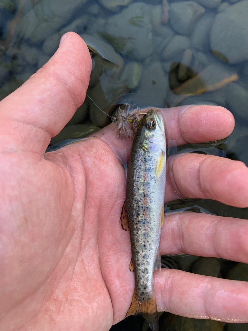 Catch of the day Catch of the day