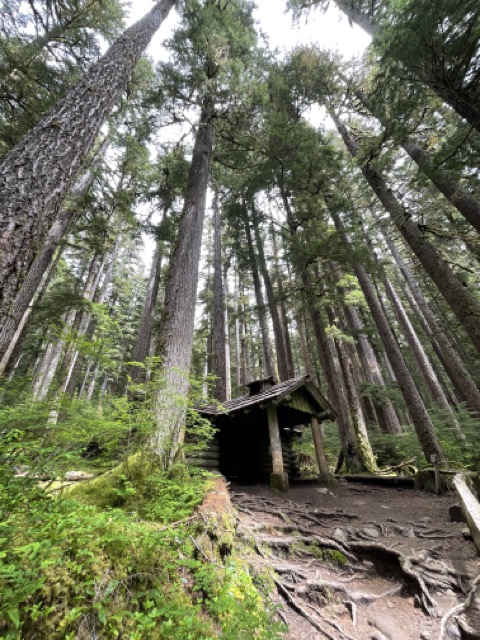 tall trees pacific northwest