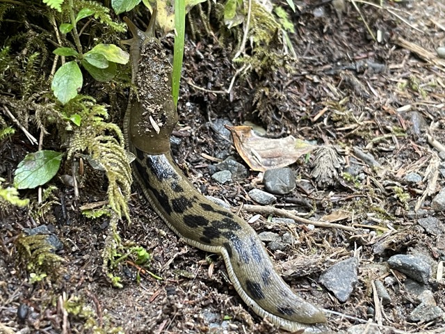 wildlife at sol duc falls trail