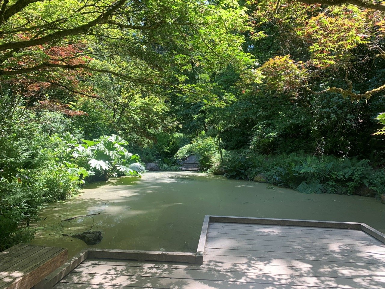 Washington Park Arboretum 2 Large Washington Park Arboretum wheelchair accessible trail