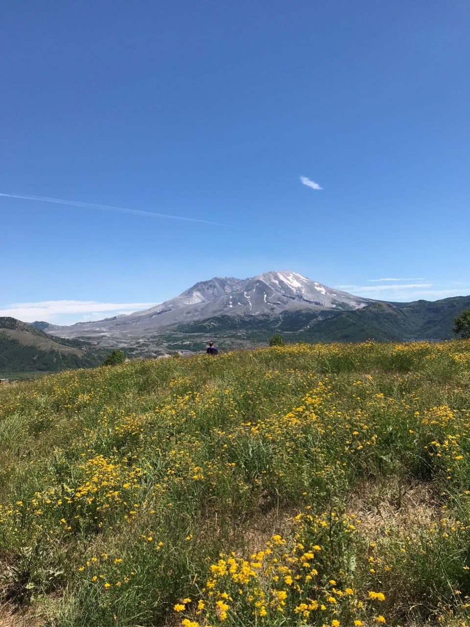 Mt St Helens and Wildflowers