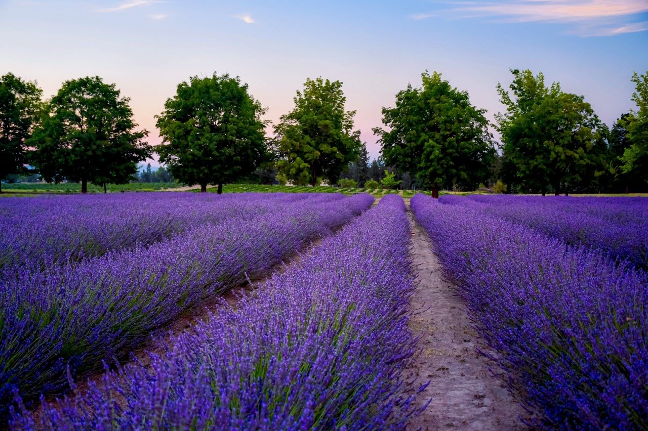 vibrant lavender field