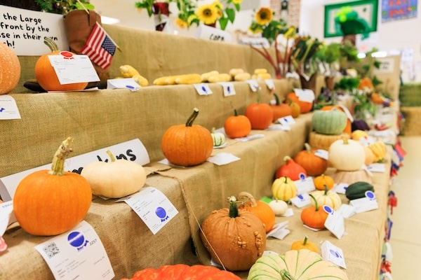 Pumpkin display at fair