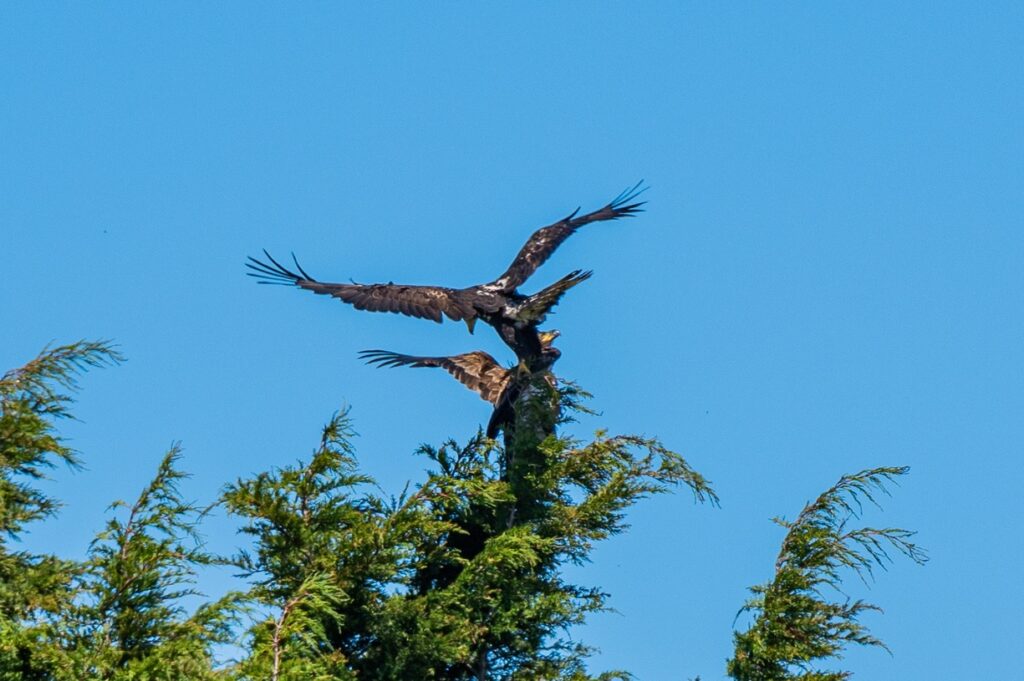 Eagles in tree on Whidbey Island