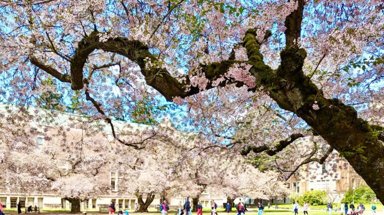 Cherry Tree in Bloom University of Washington