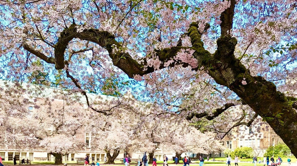 Cherry Tree in Bloom University of Washington