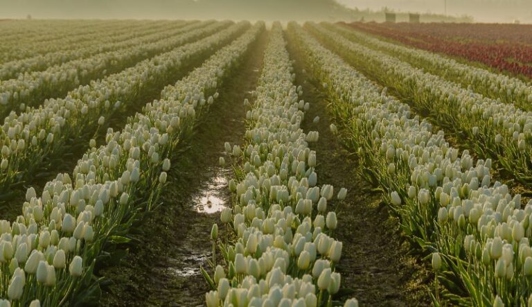 Rows of Tulips Skagit Valley by Lisa Mize