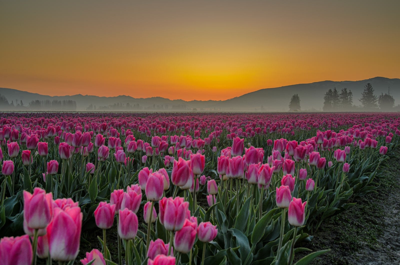 Field of Pink Tulips in Skagit County