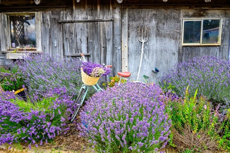 Sequim Lavender Festival Lavender in front of shed