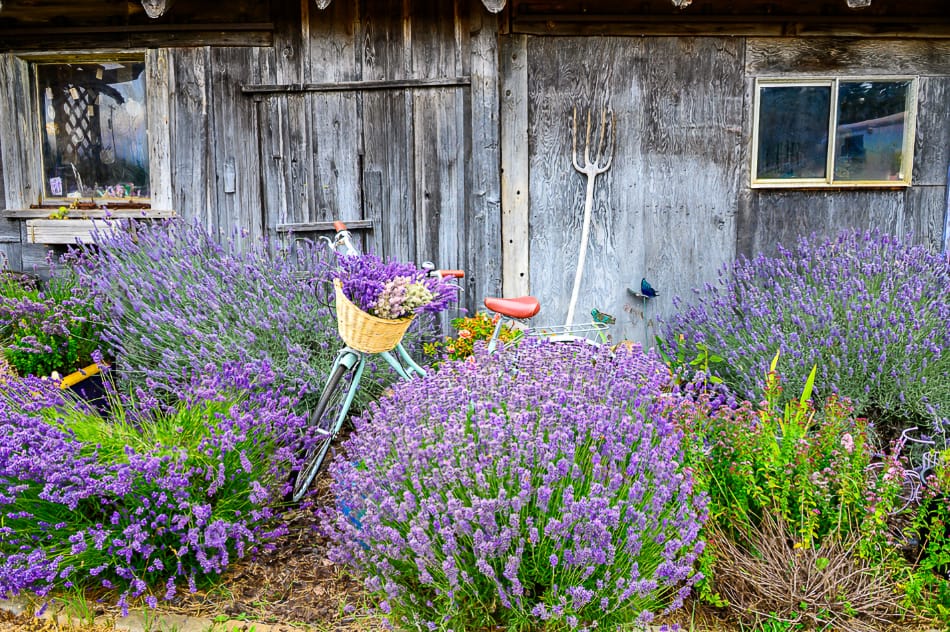Sequim Lavender Festival Lavender in front of shed