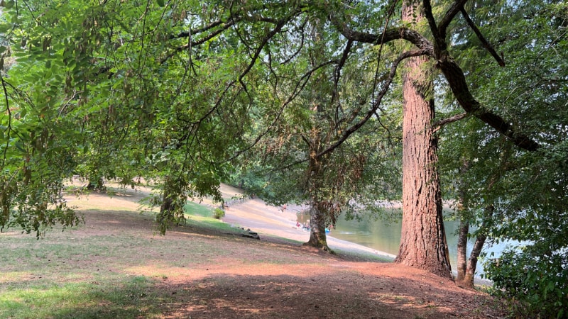 Trees at Nolte State Park