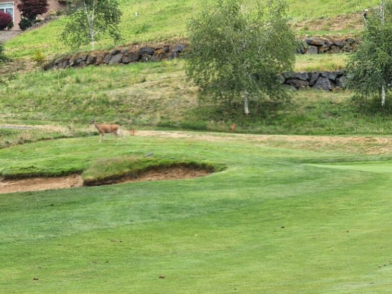 Newcastle Golf Deer on Course 2 768x576