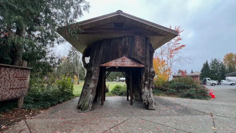 Smokey Point Rest Area Northbound Old Cedar Stump