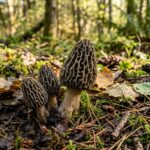 Morel mushrooms growing on the forest floor during morel season in Washington State
