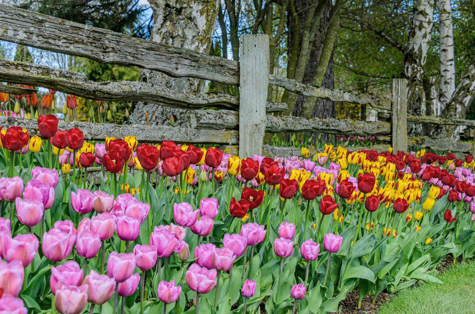 Skagit Valley Tulip Festival 2026: Dates, Farms and What to Know