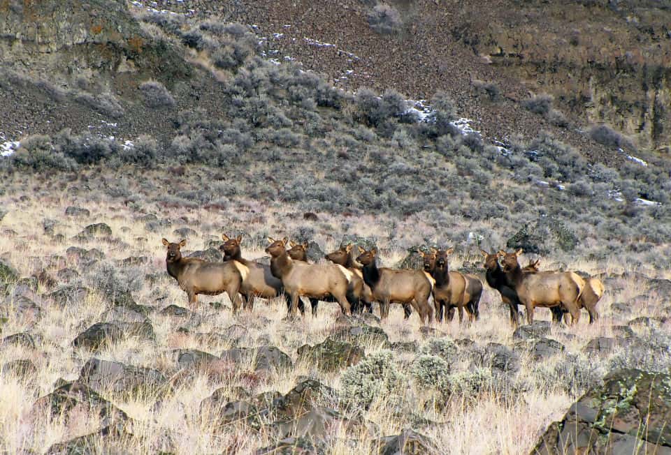 Whiskey Dick Wildlife Area