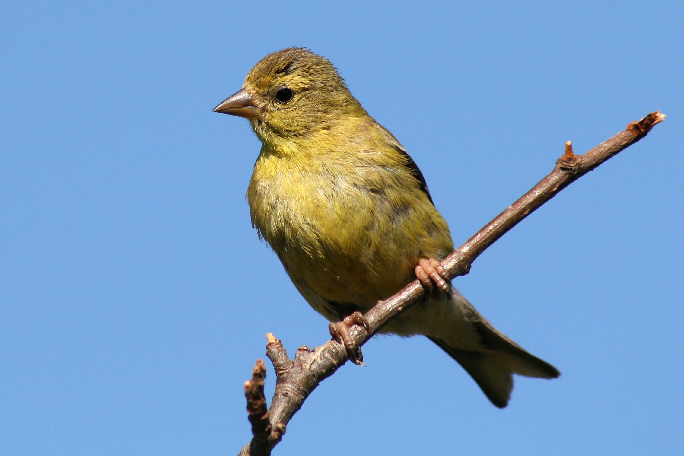 Female American Goldfinch with olive-yellow plumage perched on a branch