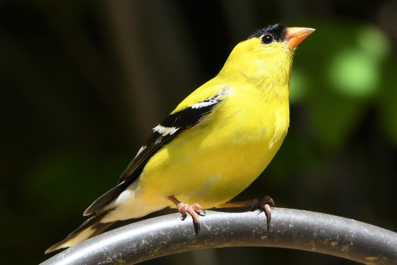 Male American Goldfinch in bright yellow breeding plumage