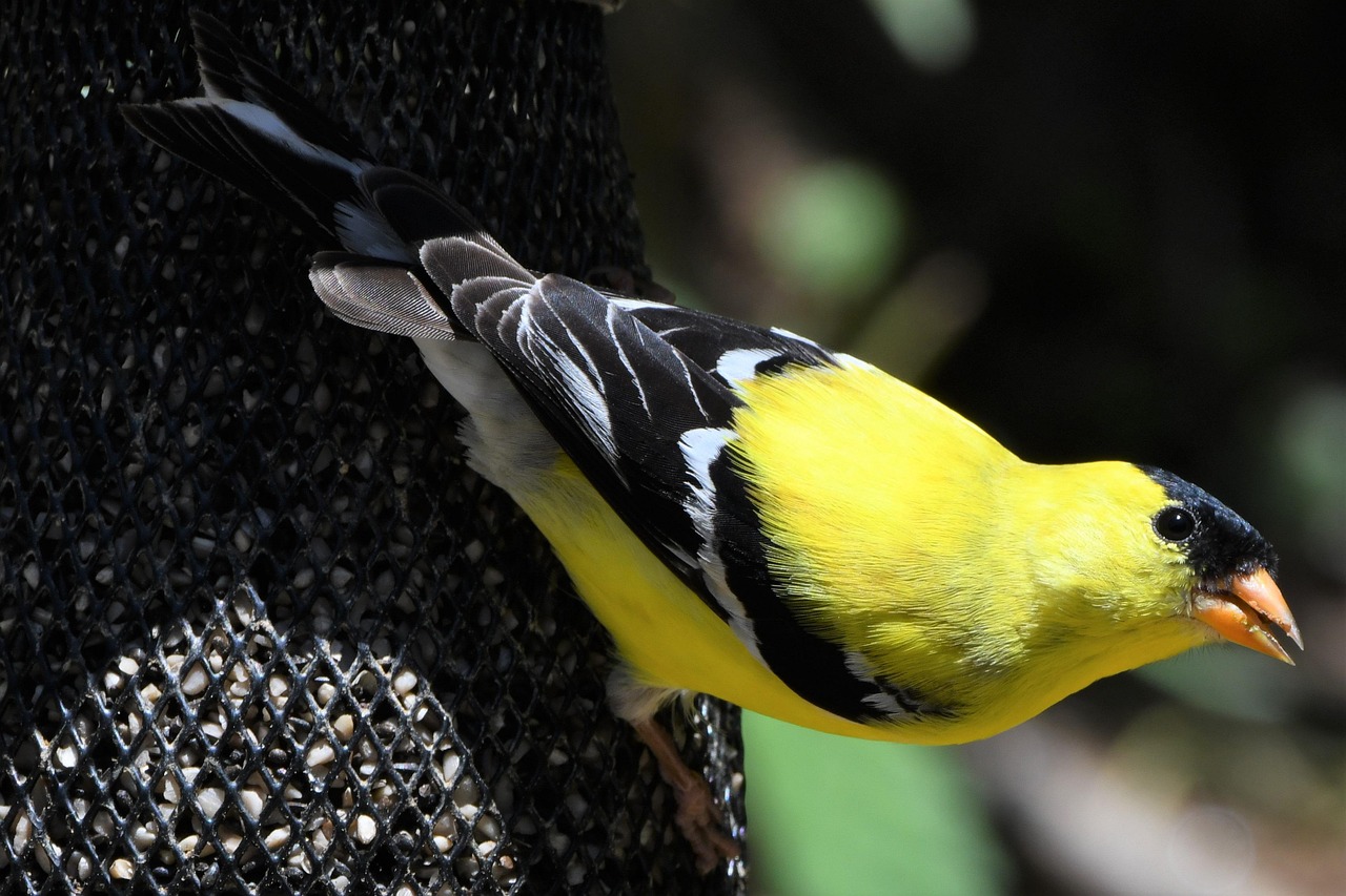 Male American Goldfinch in bright yellow summer plumage