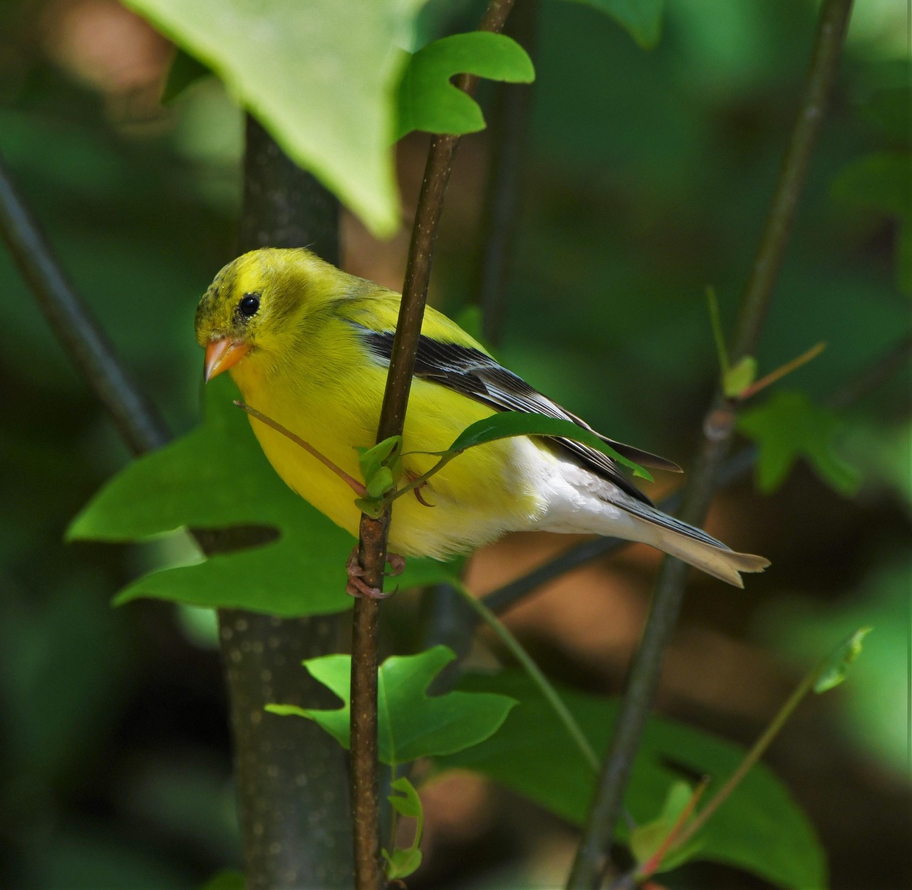 American Goldfinch perched on a plant stem in its natural habitat