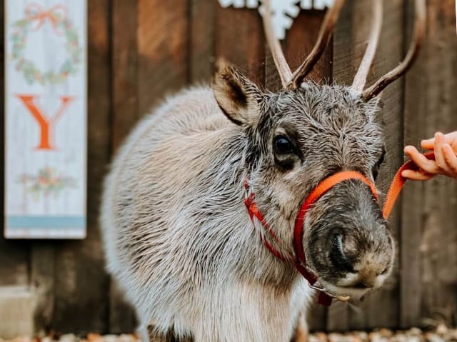 Meet Reindeer at the Leavenworth Reindeer Farm