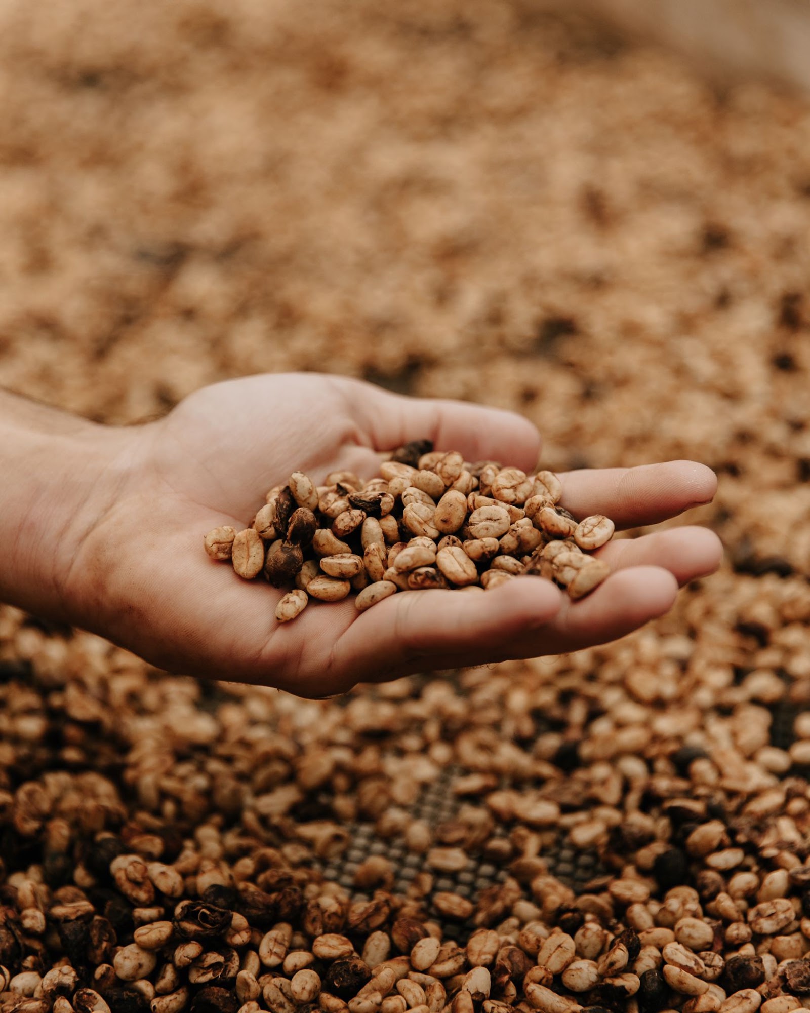 Bellingham Coffee Roasters in Bellingham, Washington