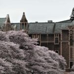 Cherry blossoms in bloom near Suzzallo Library at the University of Washington in Seattle
