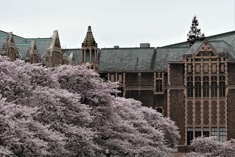 Cherry blossoms in bloom near Suzzallo Library at the University of Washington in Seattle