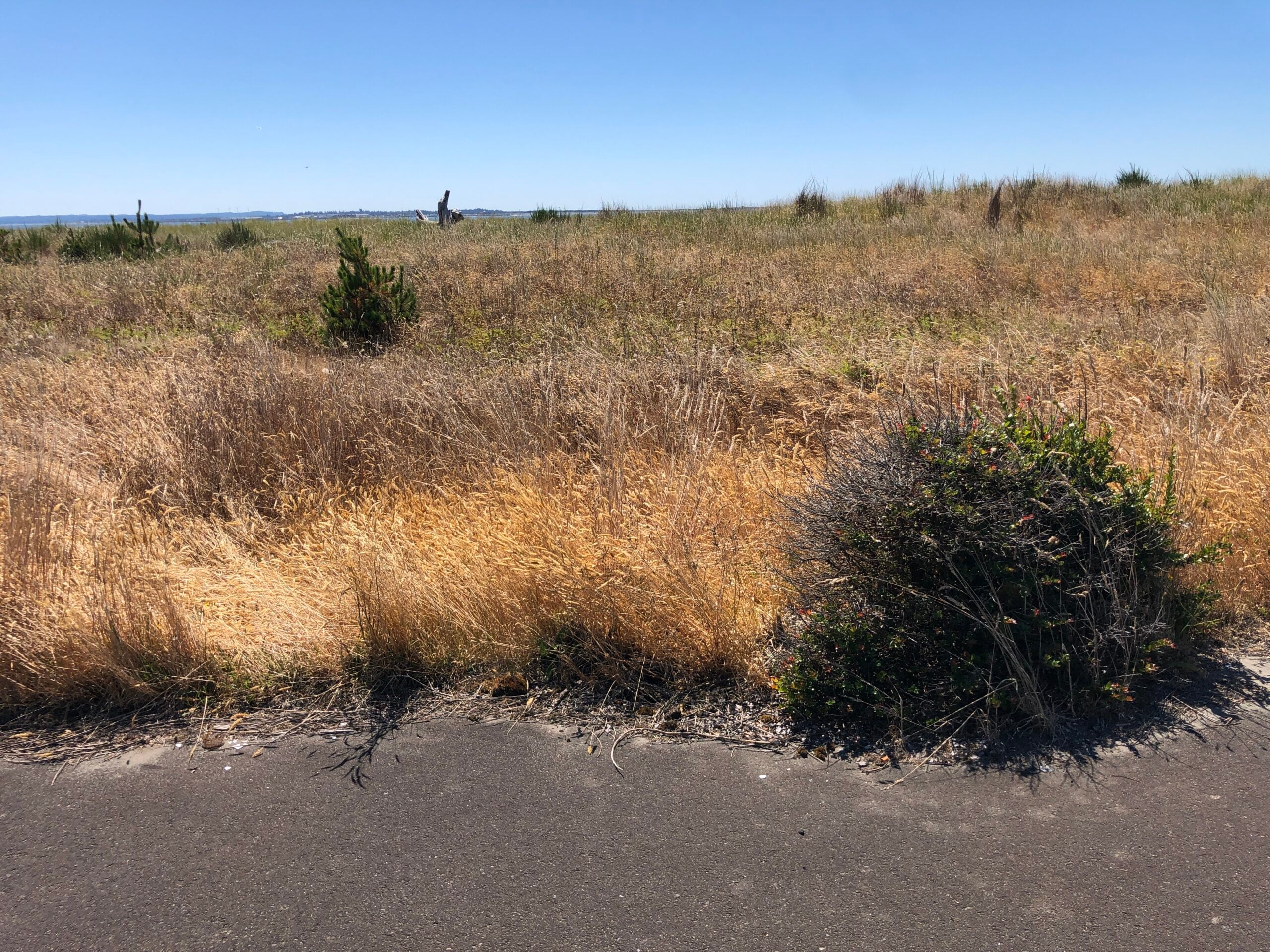 Damon Point and the Oyhut Wildlife Area