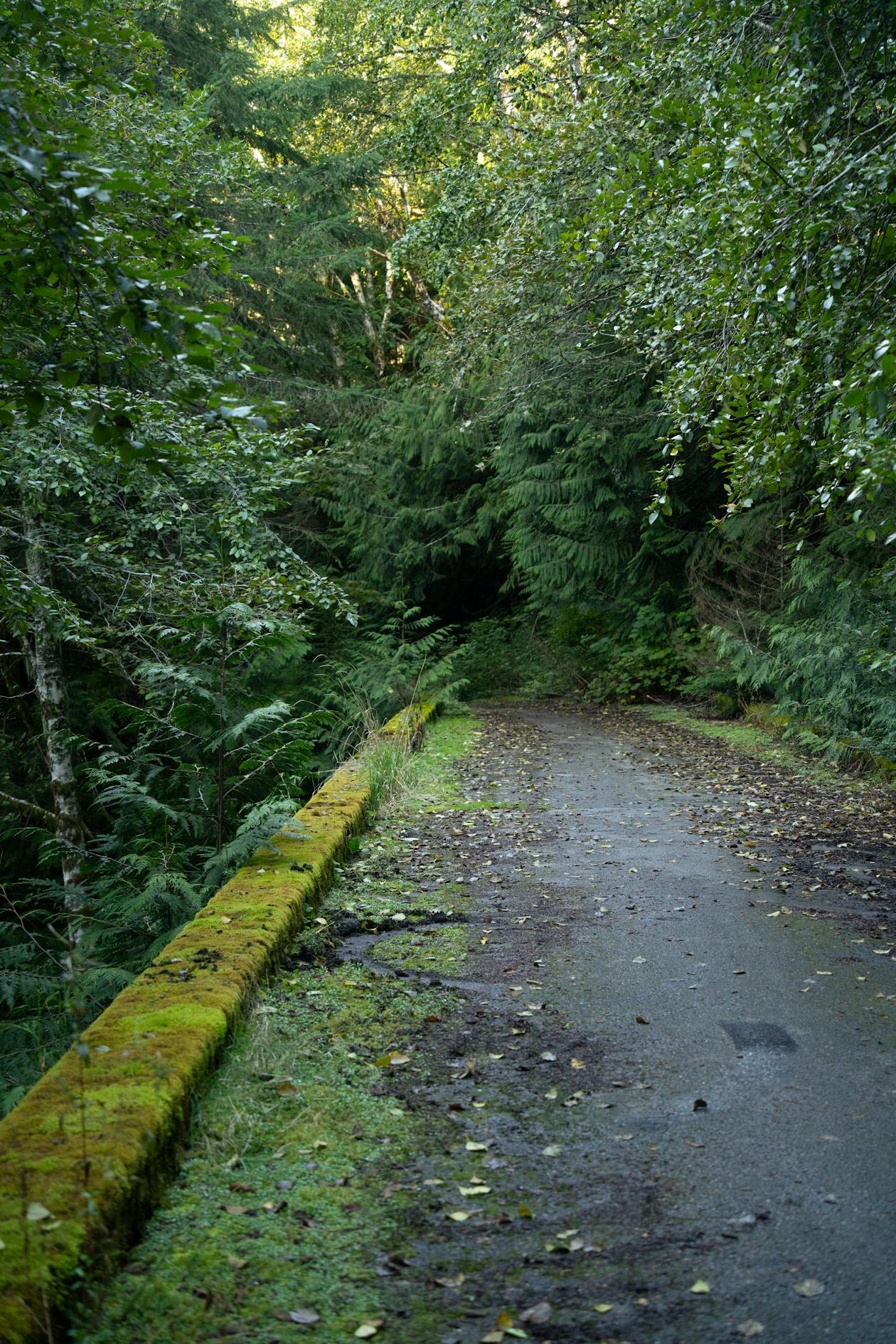 Mossy forest path in Darrington, Washington