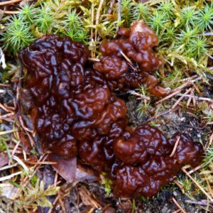 False morel Gyromitra mushroom with brain like wrinkled cap growing on forest floor for species identification