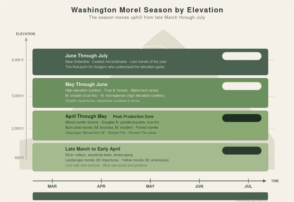 Morel season Washington elevation chart showing when and where to find morels from sea level to timberline