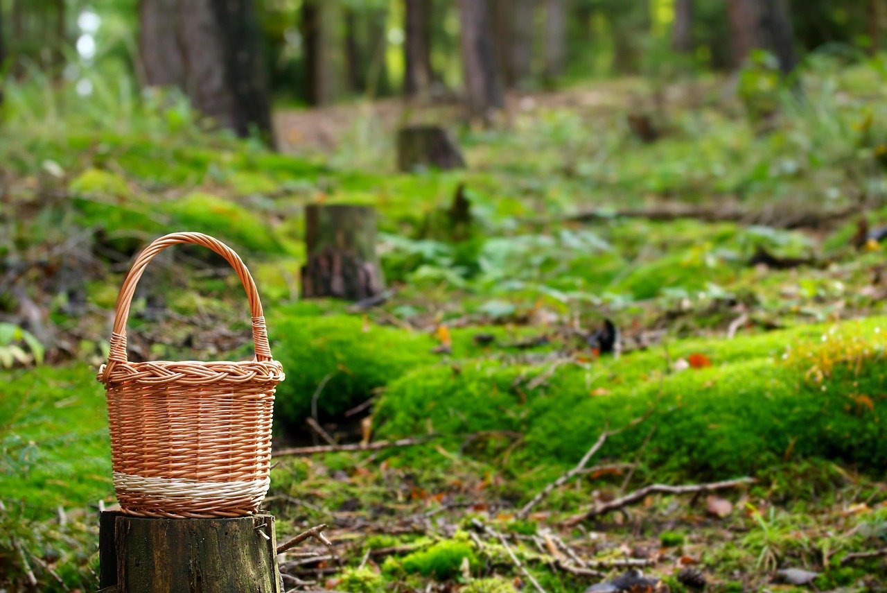 Wicker foraging basket on a mossy forest stump ready for morel season Washington mushroom hunting