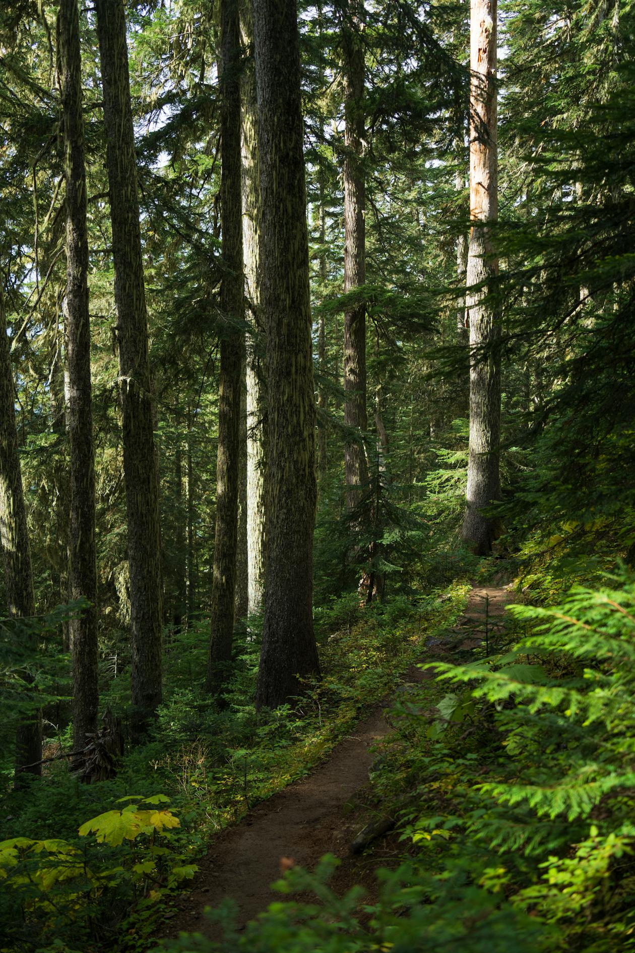 Washington State forest trail