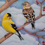 Illustration of a male and female Willow Goldfinch (Washington state bird) perched on a branch with winter berries