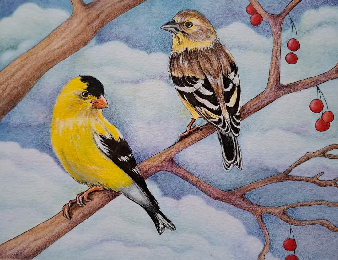 Illustration of a male and female Willow Goldfinch (Washington state bird) perched on a branch with winter berries