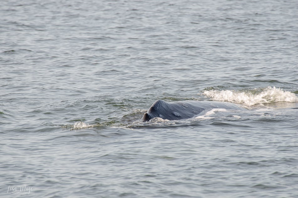 Gray whale surfacing close to shore during whale watching in Washington State by Lisa Mize Photography
